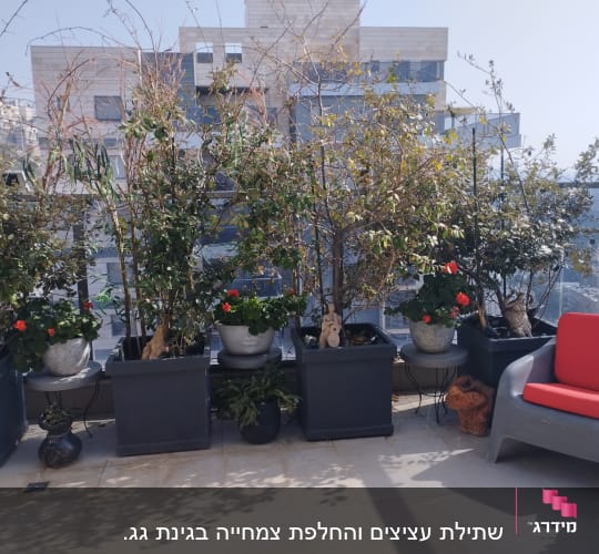 עציצים עם צמחים ופרחים אדומים במרפסת